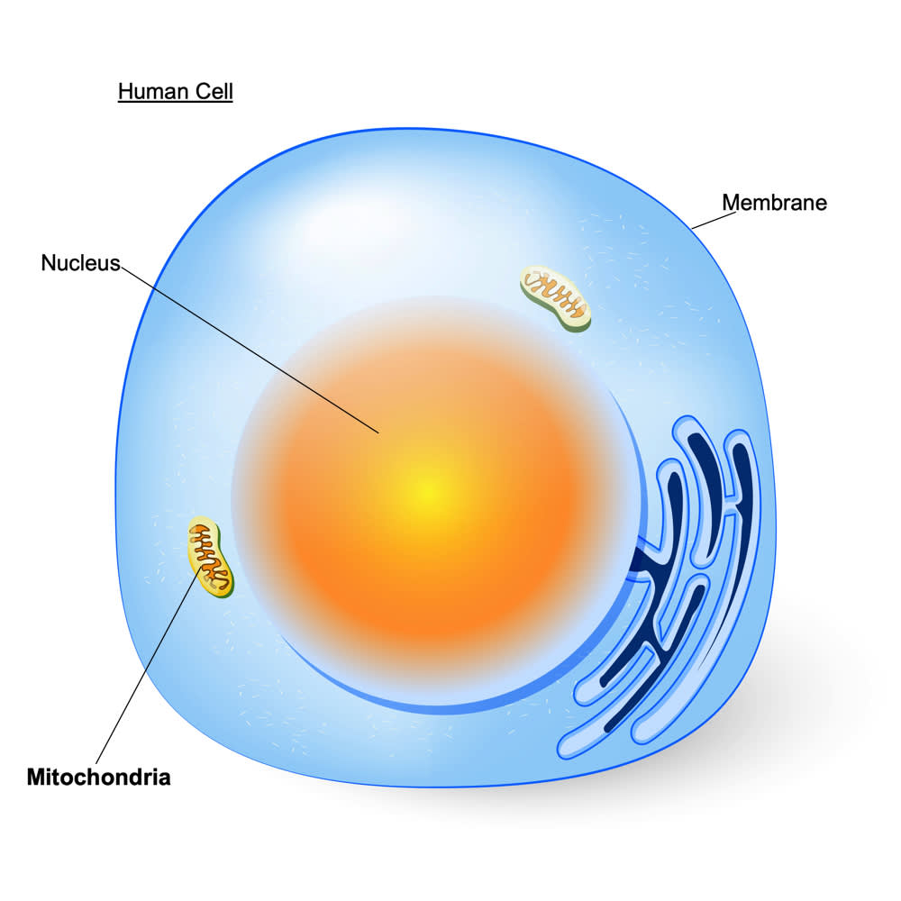 human cell mitochondria