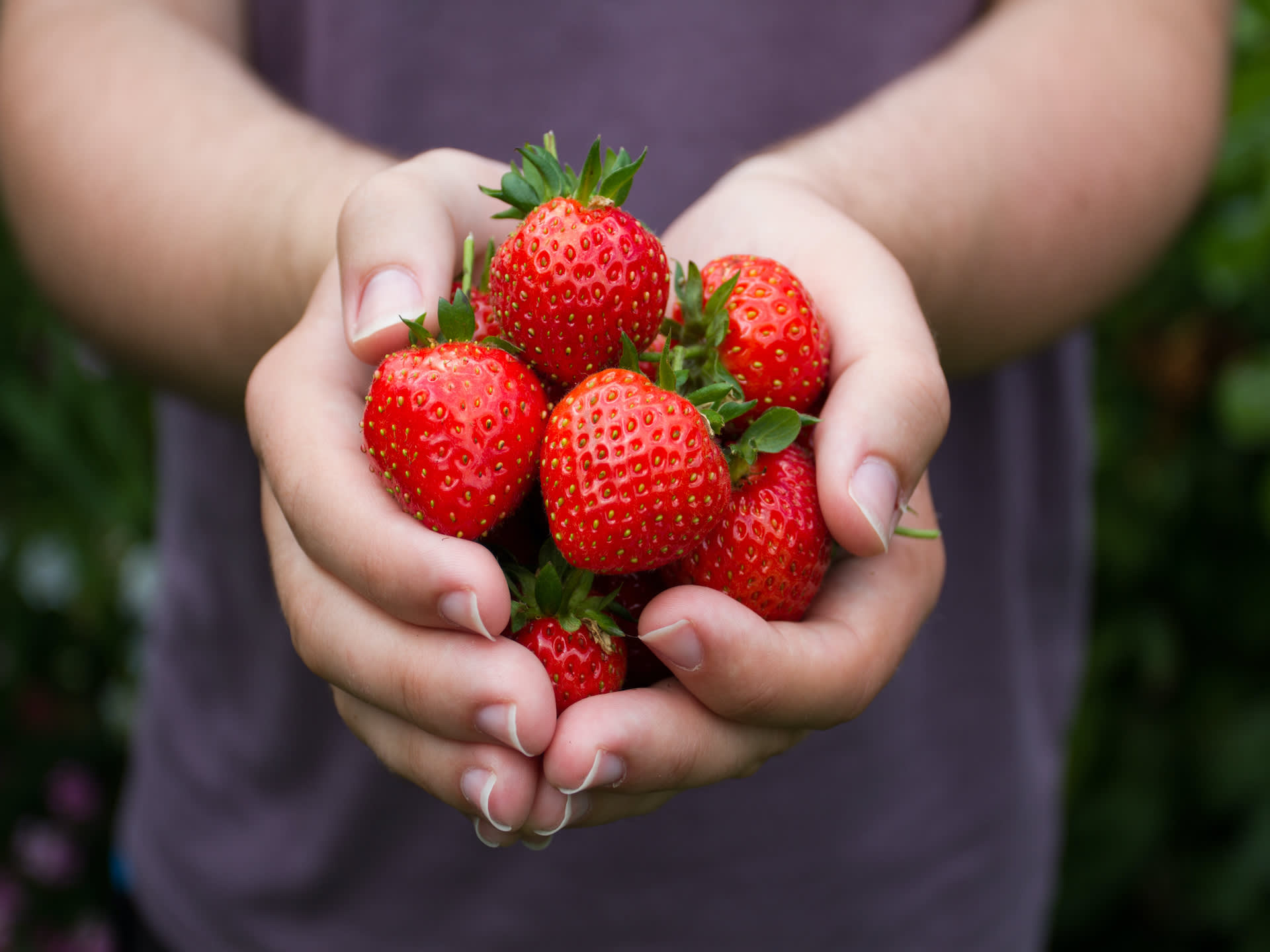 strawberries in hands