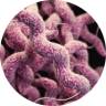 Viome - Streptococcus salivarius M18 (BLIS M18®)